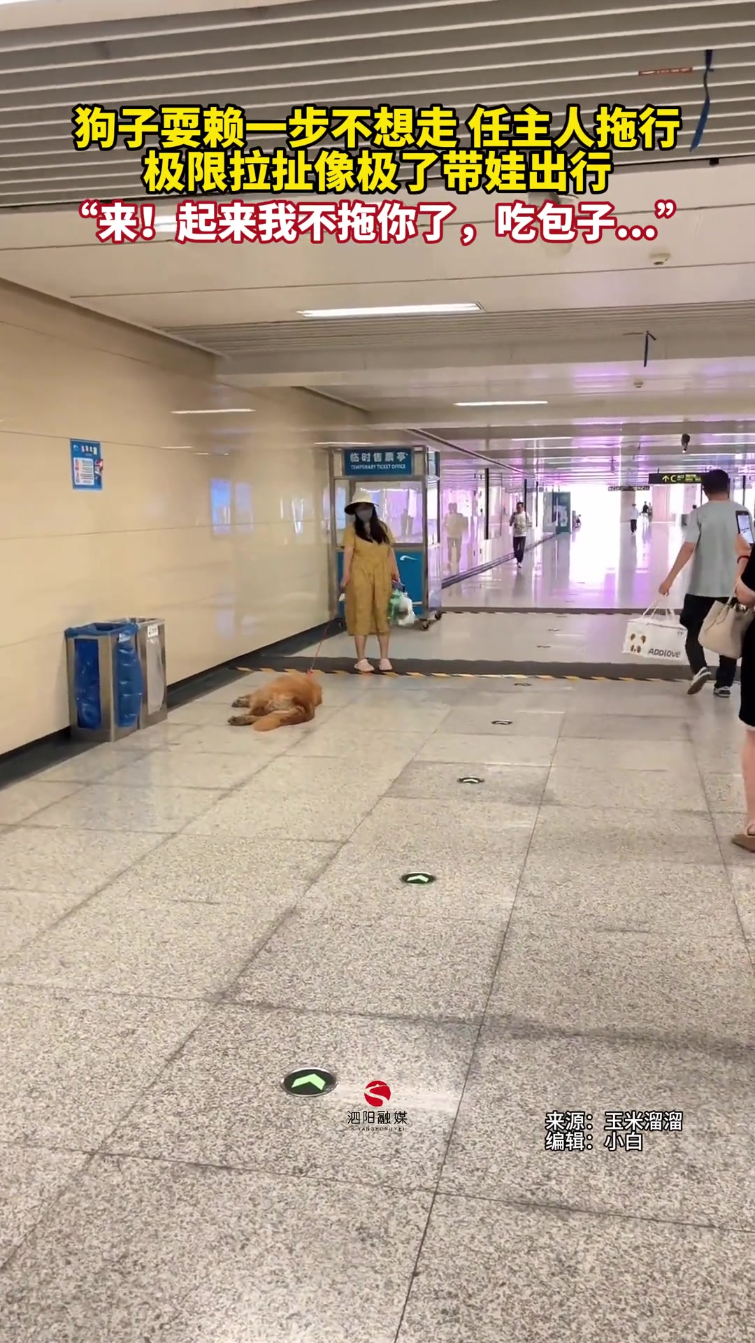 狗子耍赖一步不想走任主人拖行极限拉扯像极了带娃出行