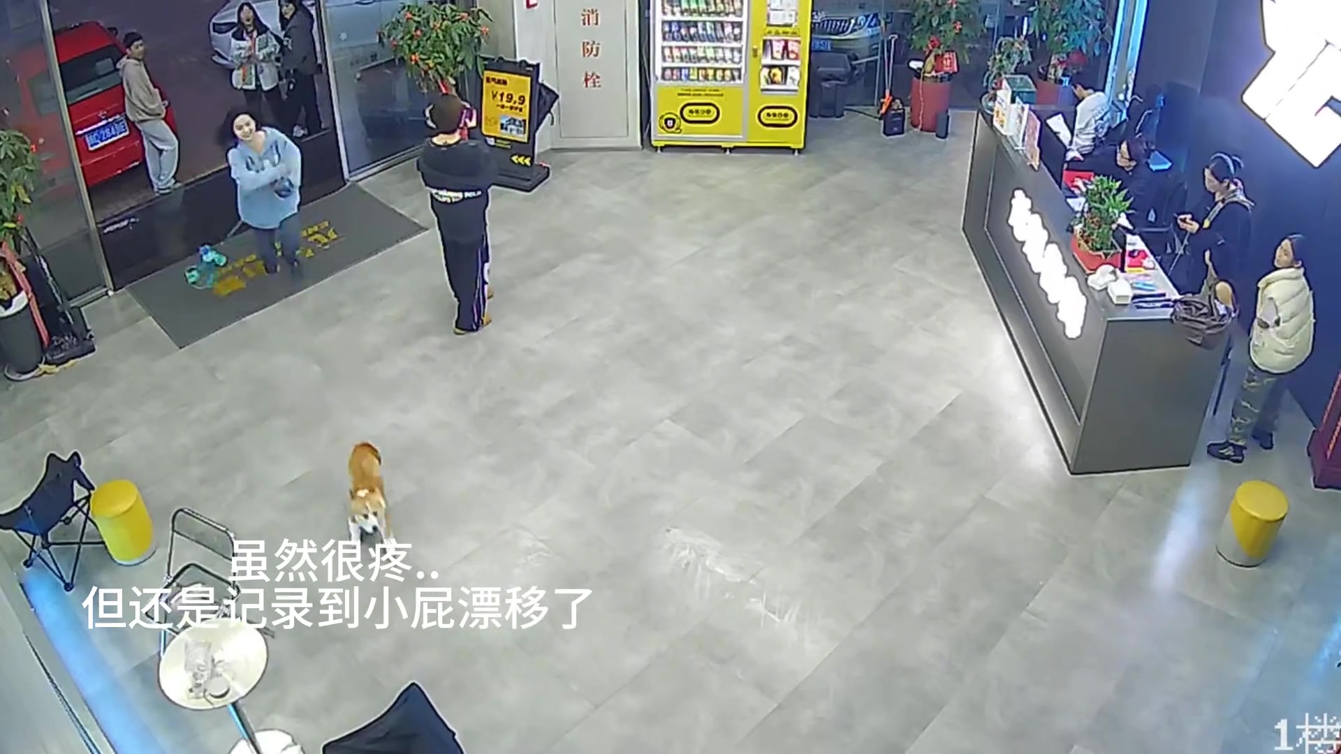 挣脱狗绳害的小姐姐摔倒，狗子回去免不了挨揍了