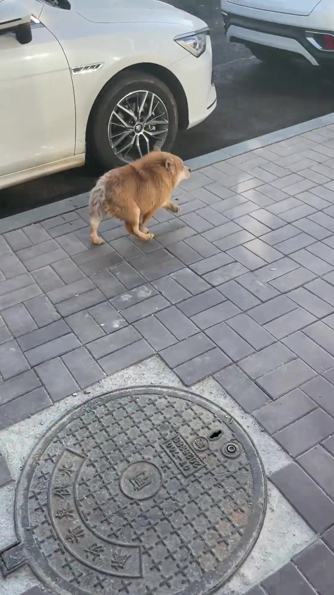 这是什么品种的狗狗，长得好拥挤呀