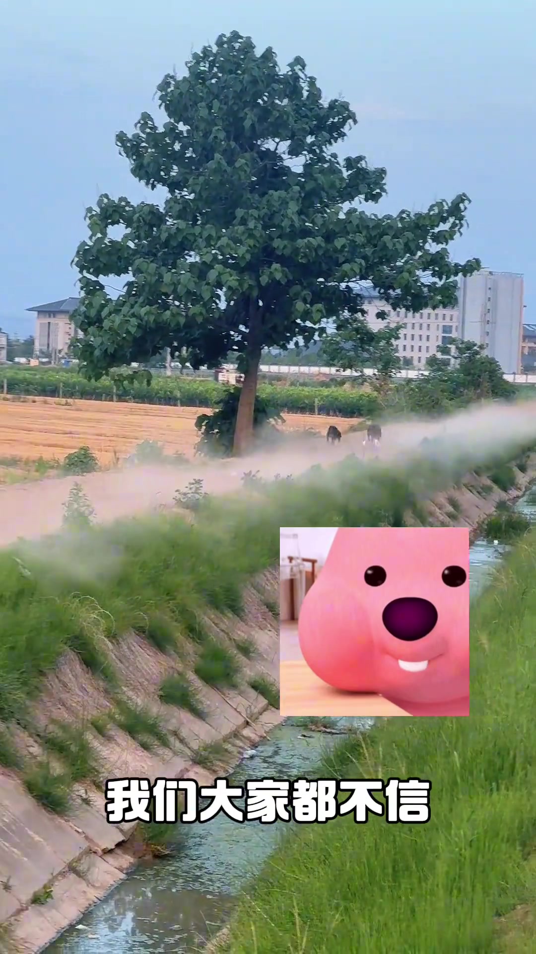 真有狗能跑到100码吗？