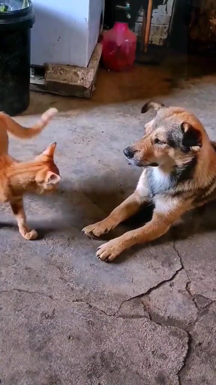 猫:赤裸裸的挑衅你，你能拿我怎么样？