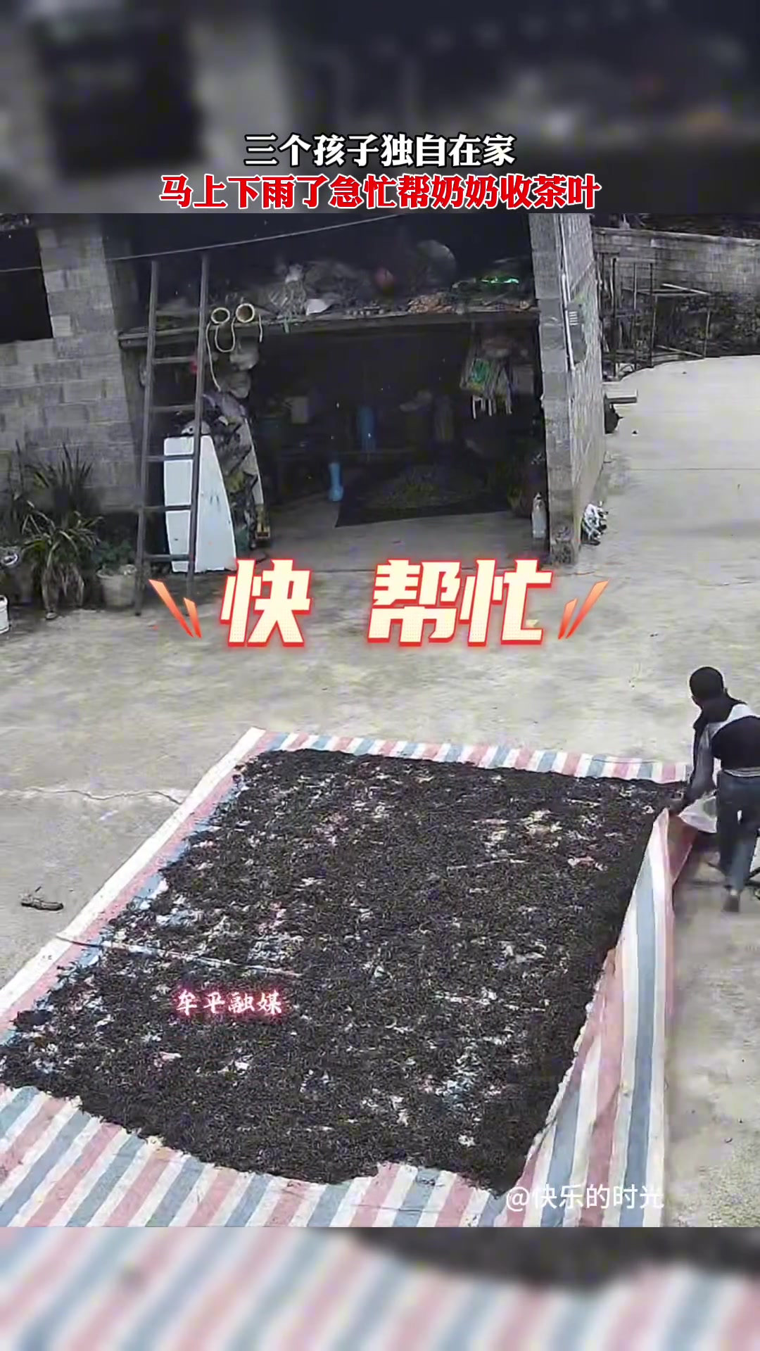 三个孩子独自在家，马上下雨了急忙帮奶奶收茶叶
