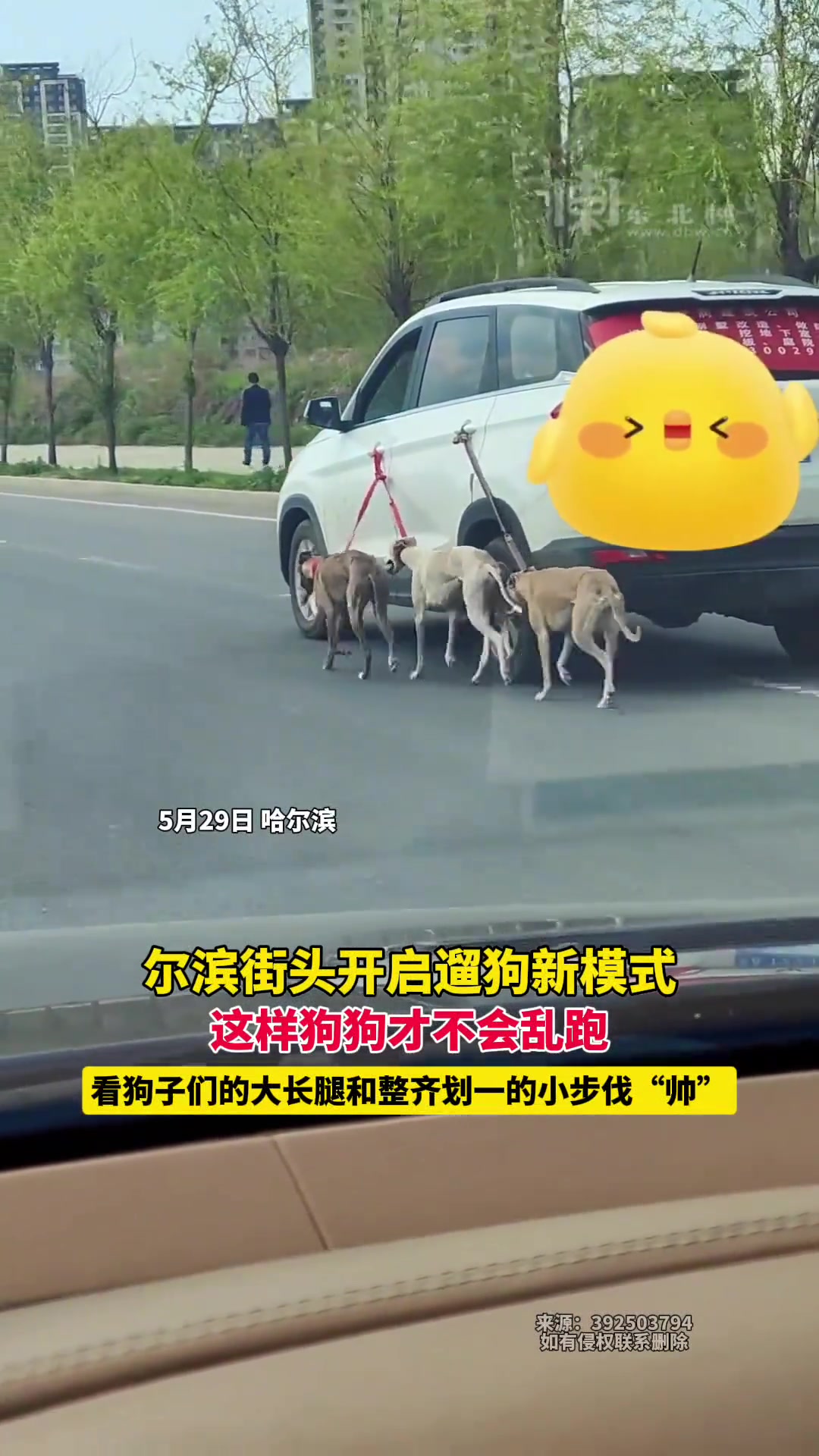 遛狗新模式，看狗子们的大长腿和整齐划一的小步伐