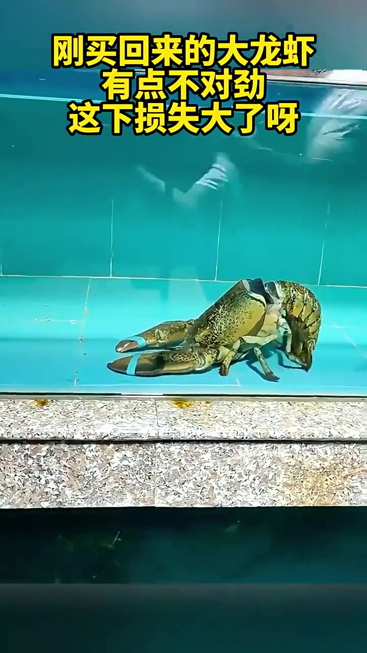 虾:看我金蝉……哦不，金虾脱壳！