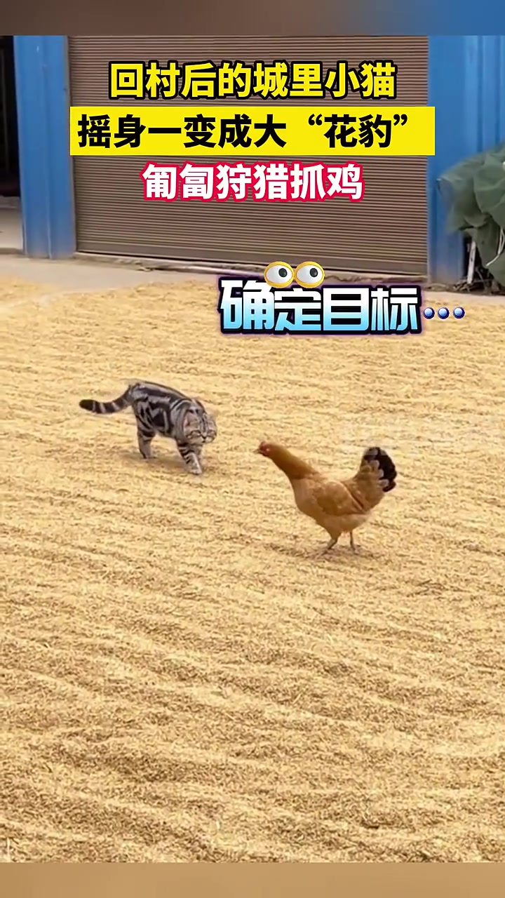 吓得我鸡哥都飞起来了！