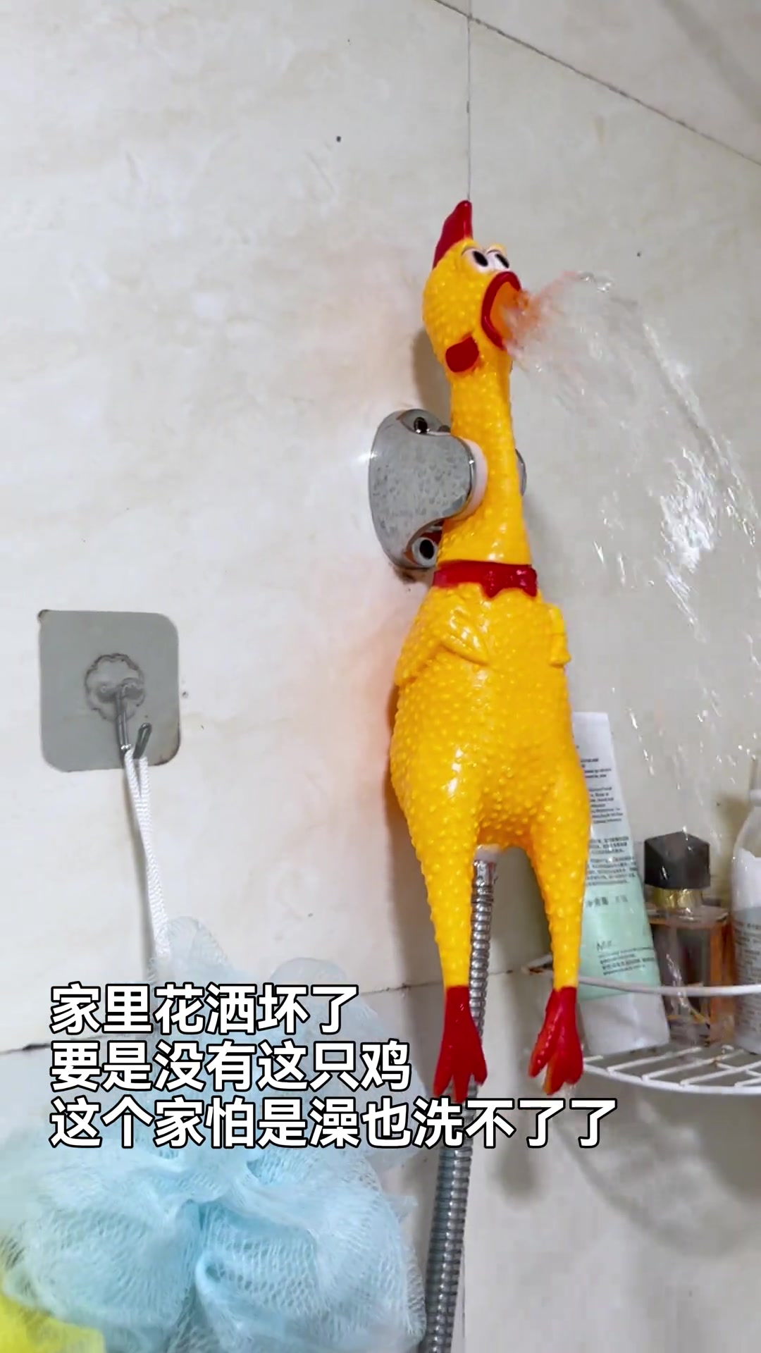 鸡哥为这个家付出太多！家里花洒坏了突发奇想缝合鸡哥