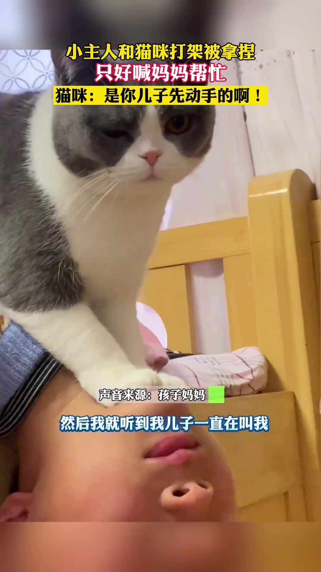 猫杀人的概率很小！但绝不是0！