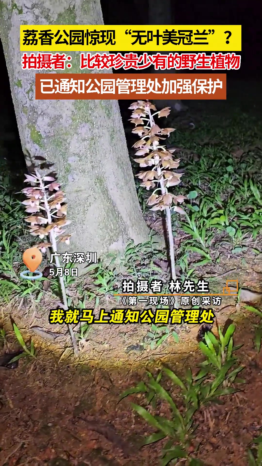 网友在荔香公园内发现疑似“无叶美冠兰”!