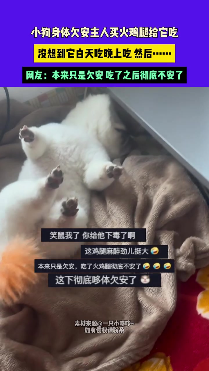 还以为似了！小狗身体欠安主人买火鸡腿给它吃结果....
