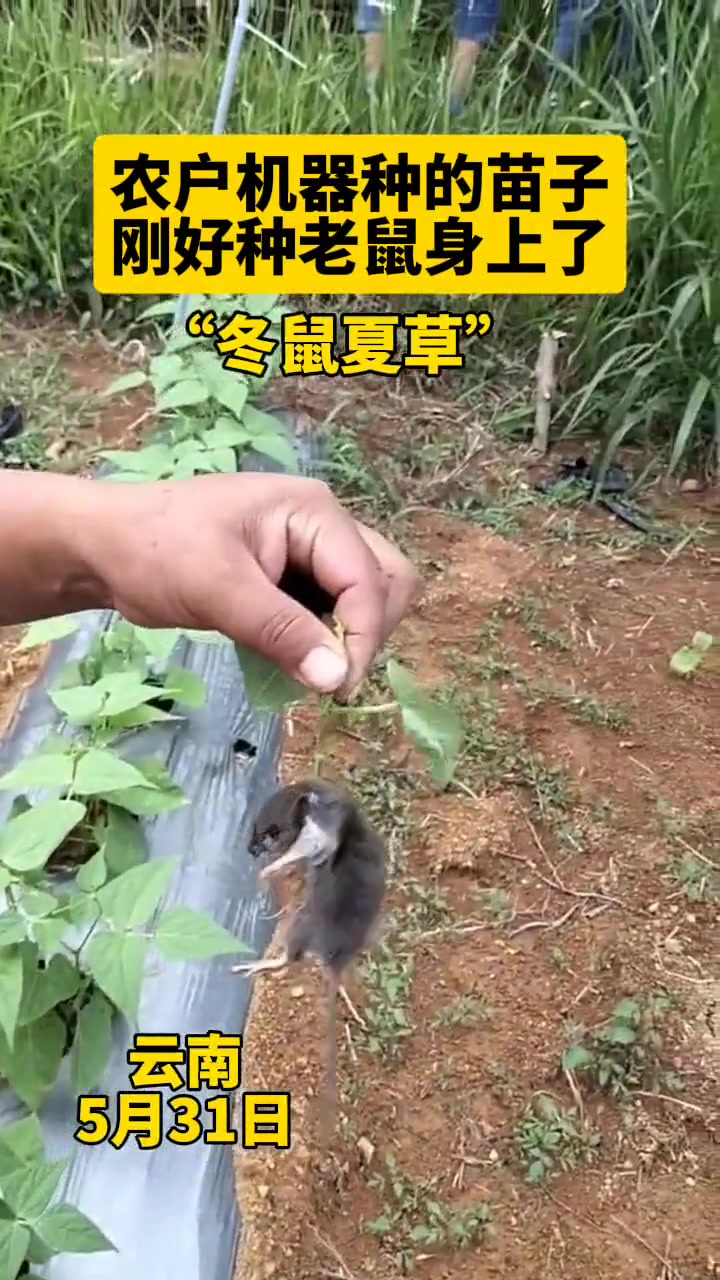 冬鼠夏草？农户机器种的苗子刚好种老鼠身上直接穿透！