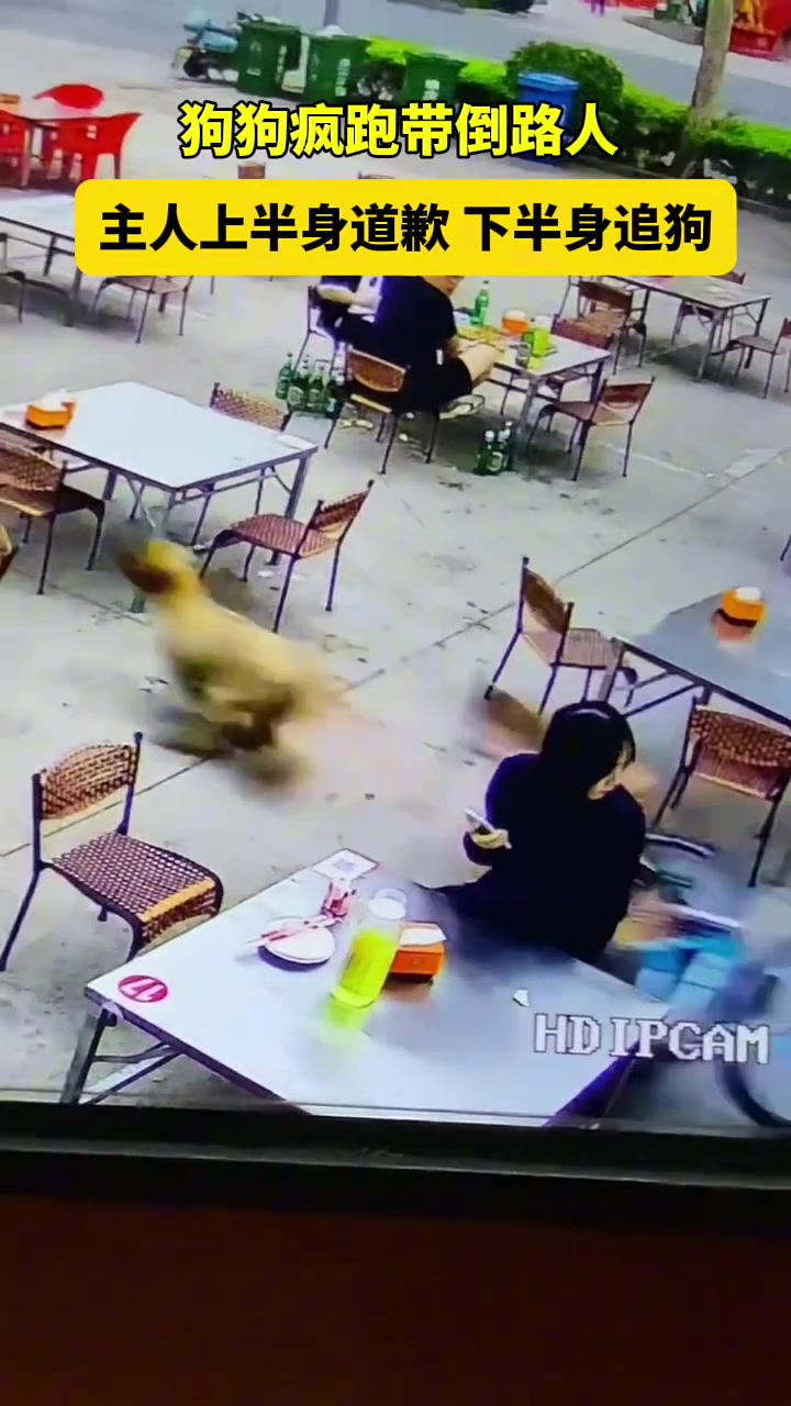 看得出来，主人很想道歉，也很想追狗