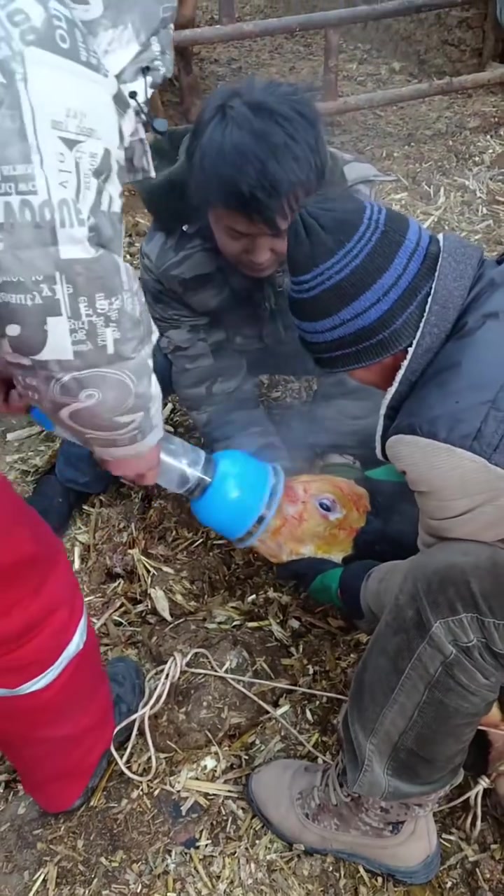 这是给新生的小牛犊吸羊水吗？像家里抽马桶的塞子