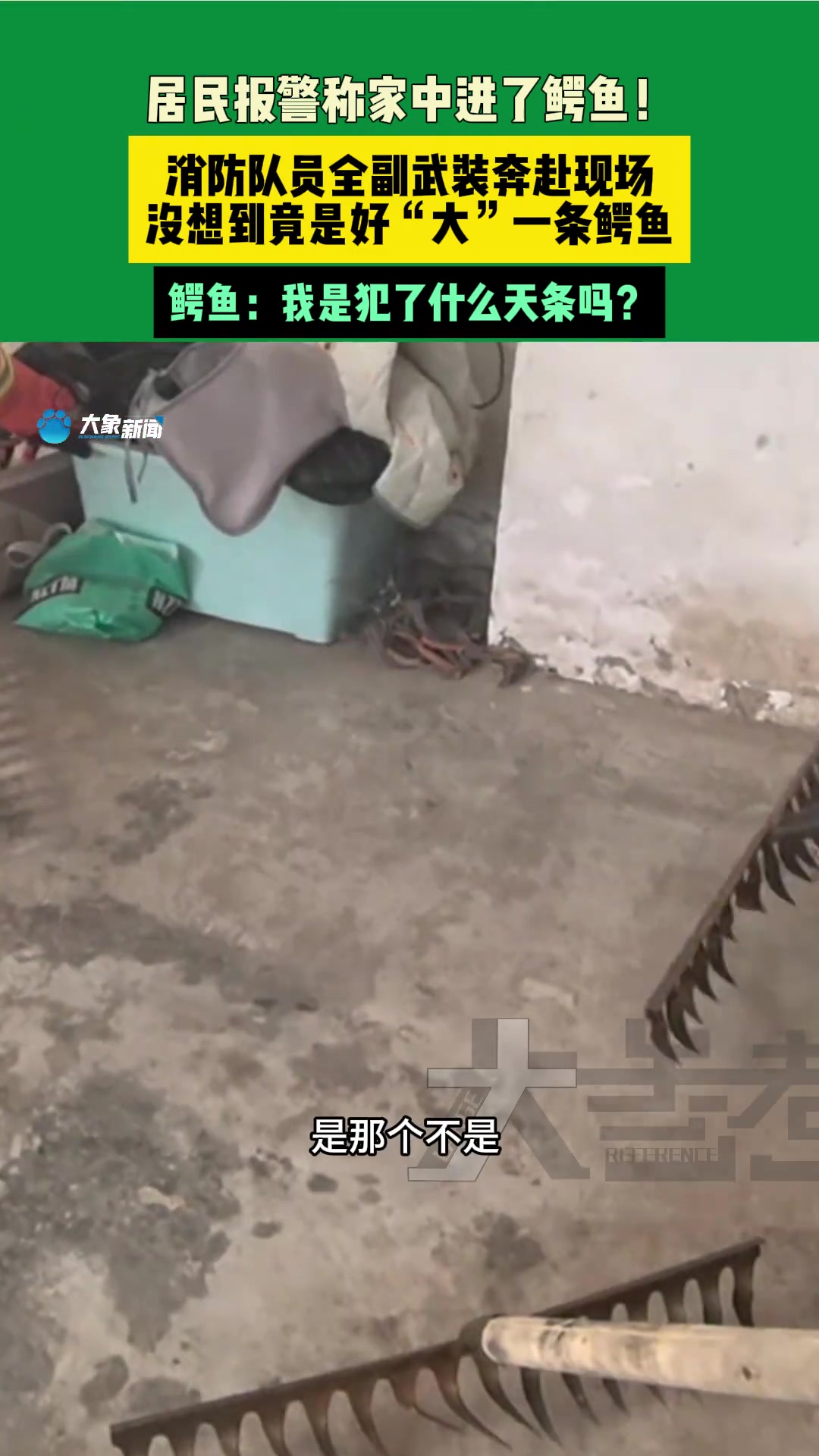 好“大”一条鳄鱼 鳄鱼：我是犯了什么天条吗