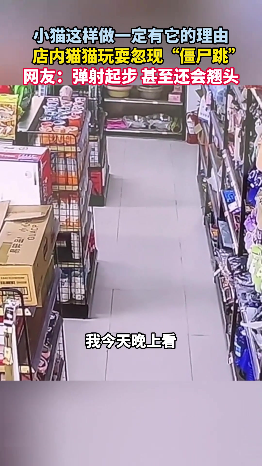店内猫猫玩耍忽现“僵尸跳”，网友：弹射起步 甚至还会翘头