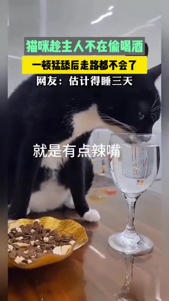 原来动画片没有骗人，真的有猫这么走路