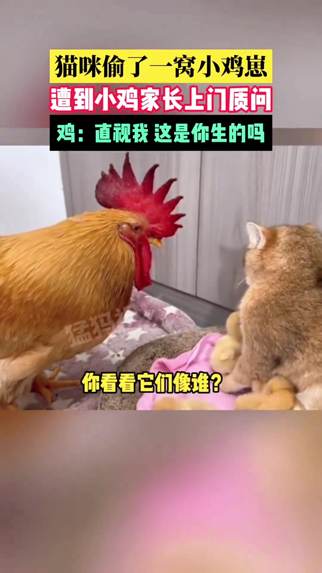 猫咪偷了一窝小鸡崽，遭到小鸡家长上门质问