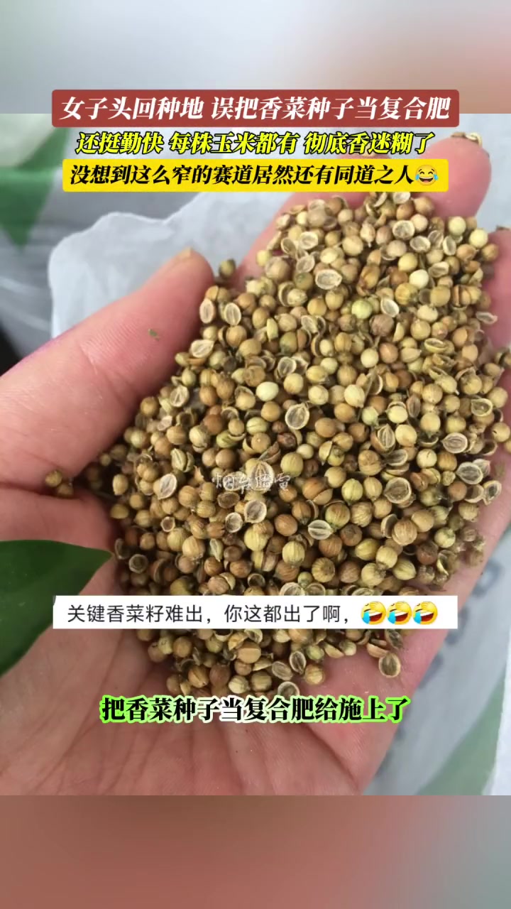 女子种地误把香菜种子当复合肥，结果实现了双丰收！