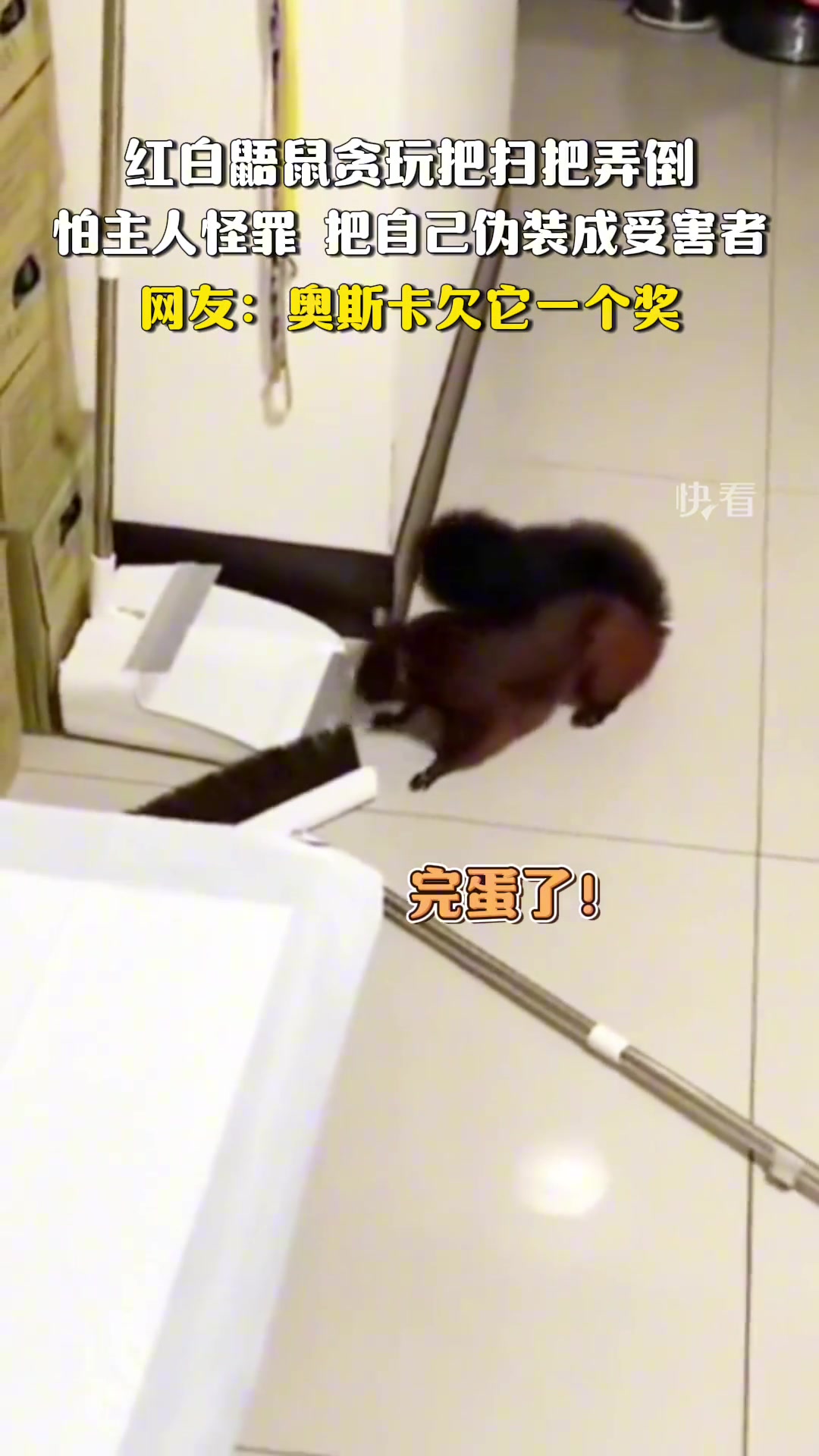 鼯鼠贪玩弄倒扫把后伪装受害者，每个动作都精心设计