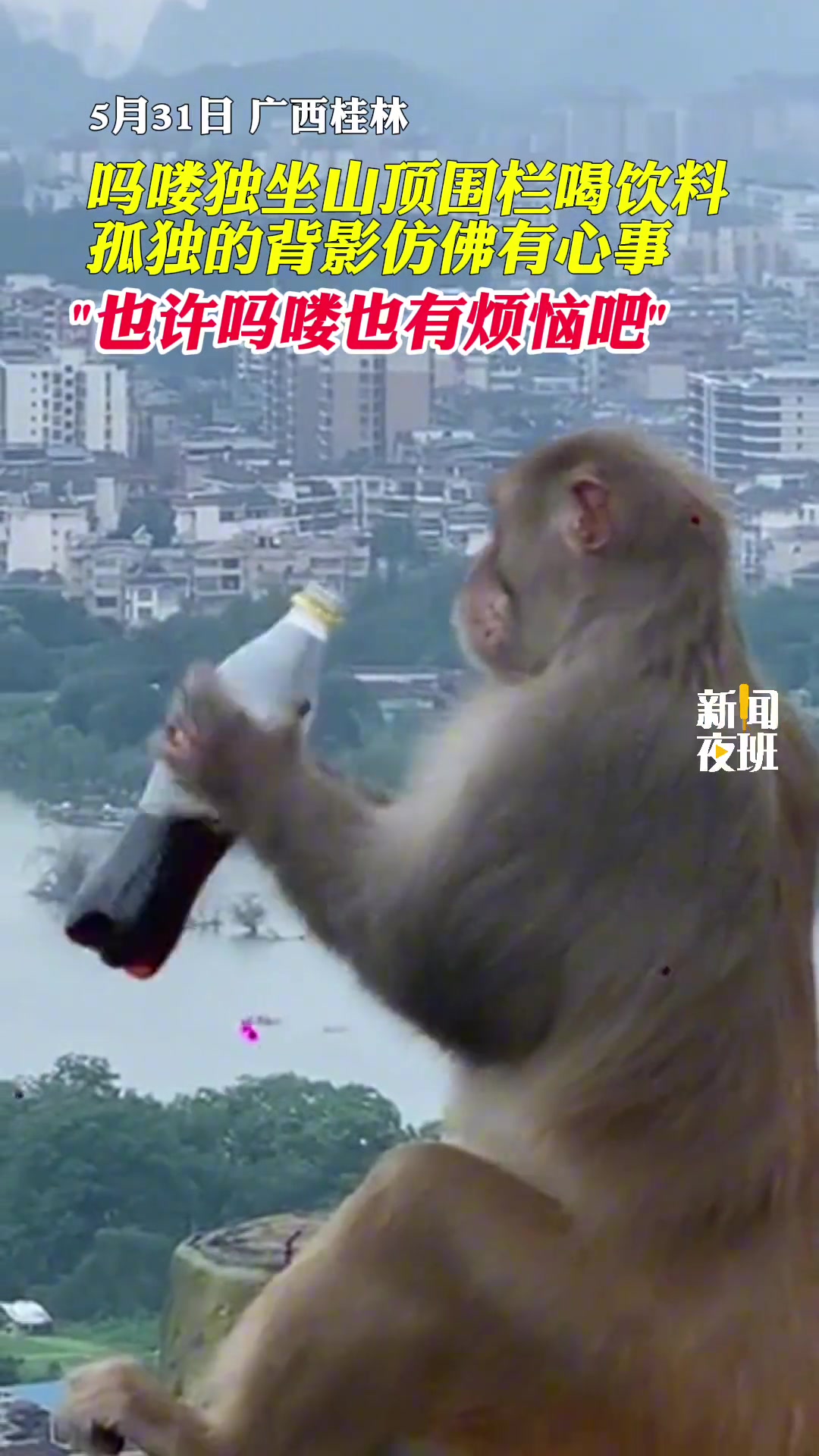 吗喽独坐山顶围栏喝饮料，孤独的背影仿佛有心事