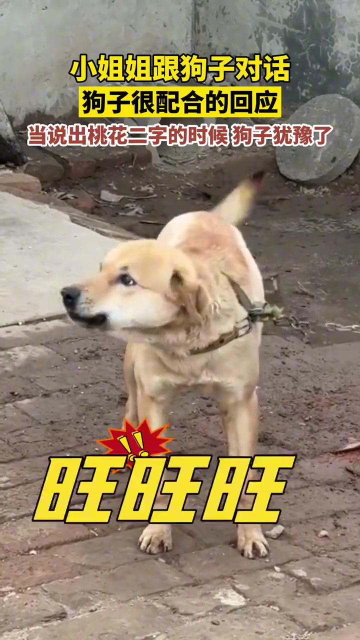 狗子：先生说一天只能说两次假话