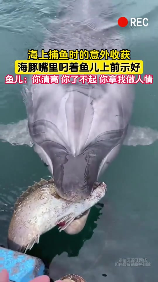 海上捕鱼时的意外收获，海豚嘴里叼着鱼儿上前示好