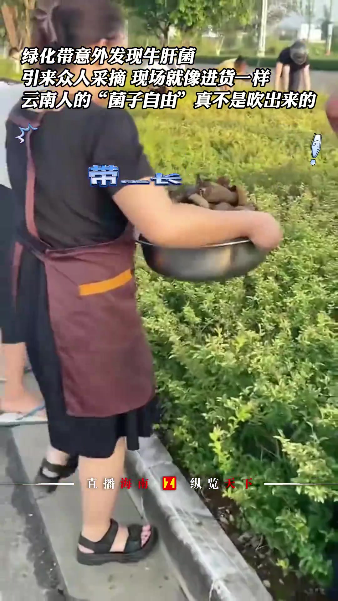 绿化带里都能有牛肝菌？？啊？