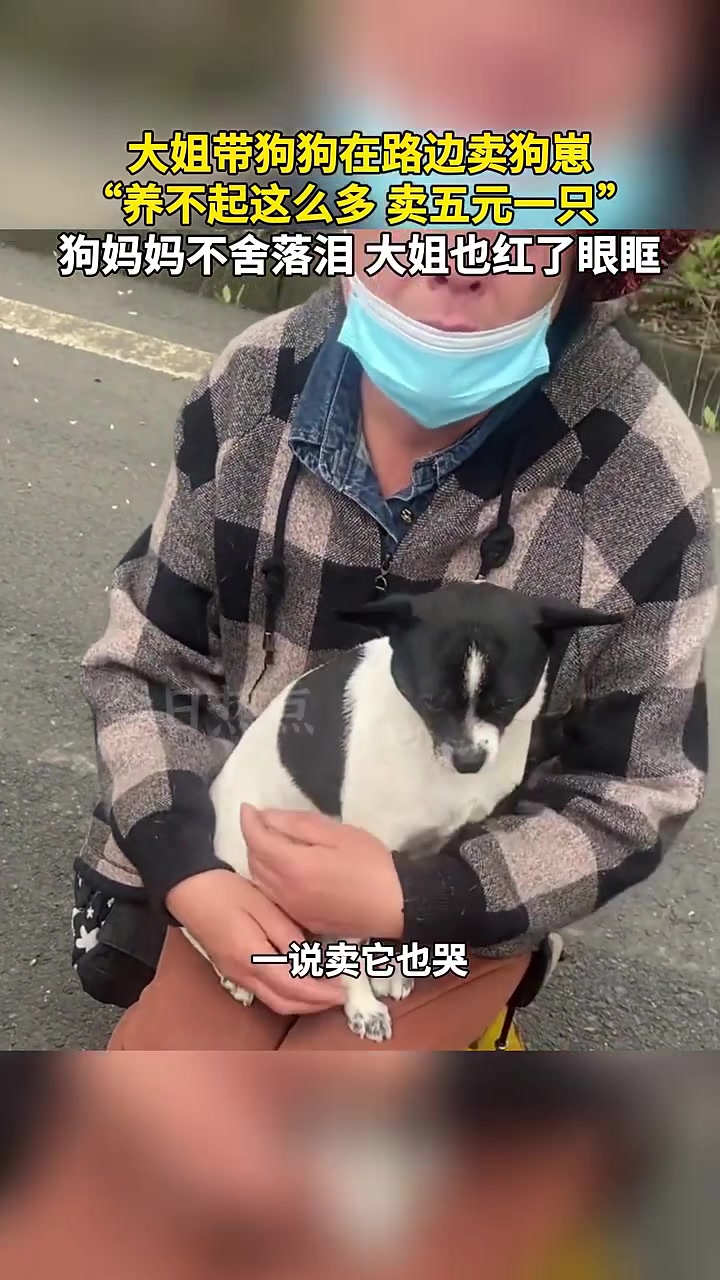狗妈妈不舍落泪！大姐也红了眼眶养不起这么多五元一只