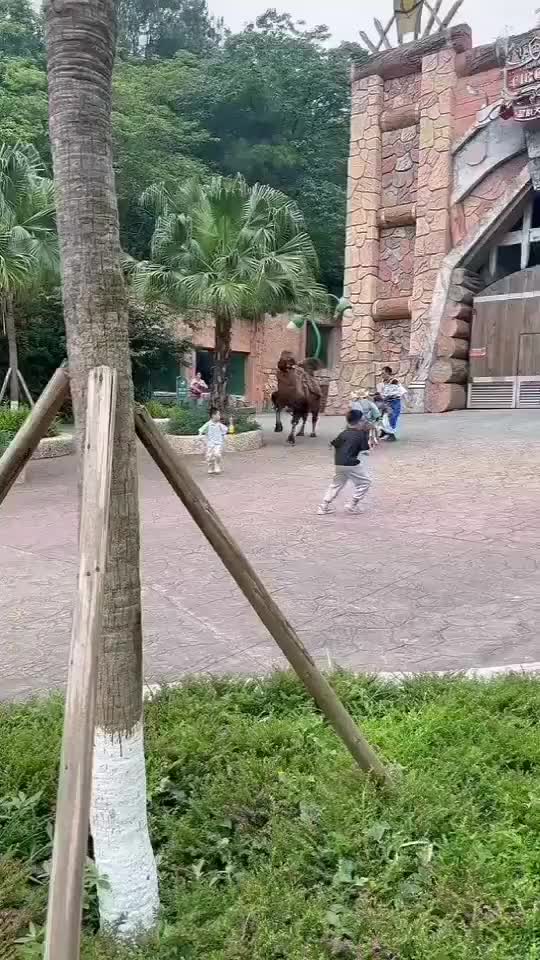 惊了！动物园里看到骆驼在路上“骆奔”