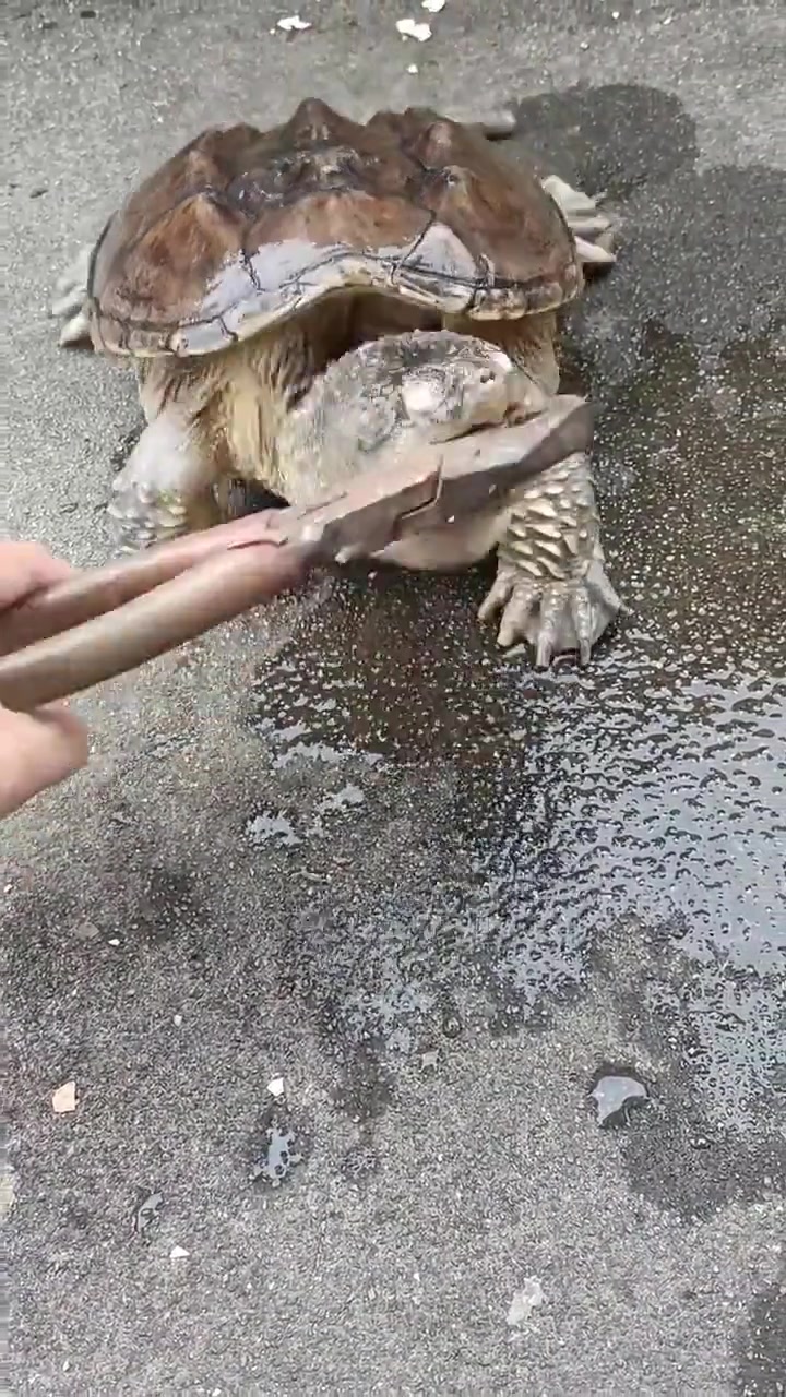 这一口下去鳄龟变“饿龟”，嘴巴子嗡嗡的
