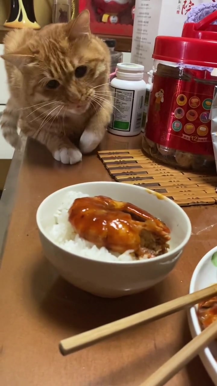 小猫馋的不行欲出手就遭女主人拳头伺候，爱而不得