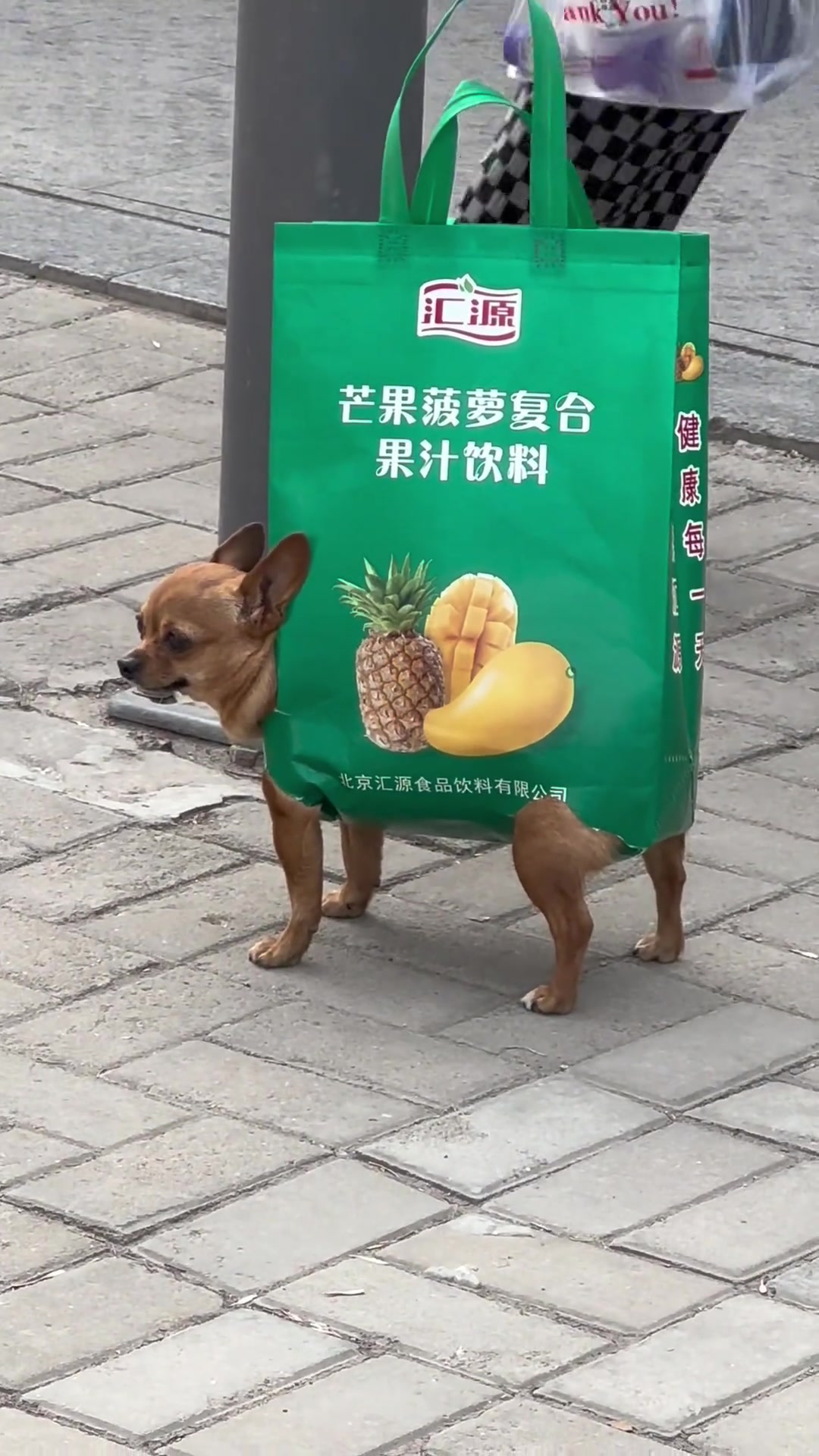 狗：也不知道这街上有没有熟狗！