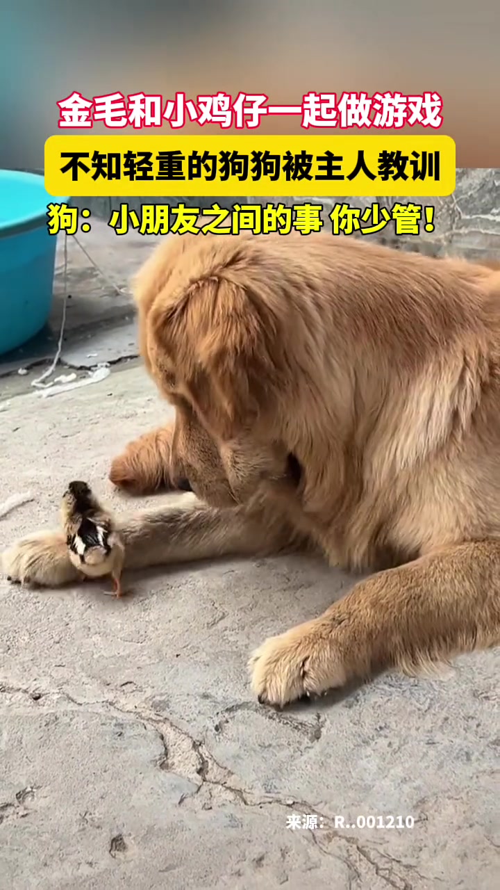 我坤坤都要被你压扁了！