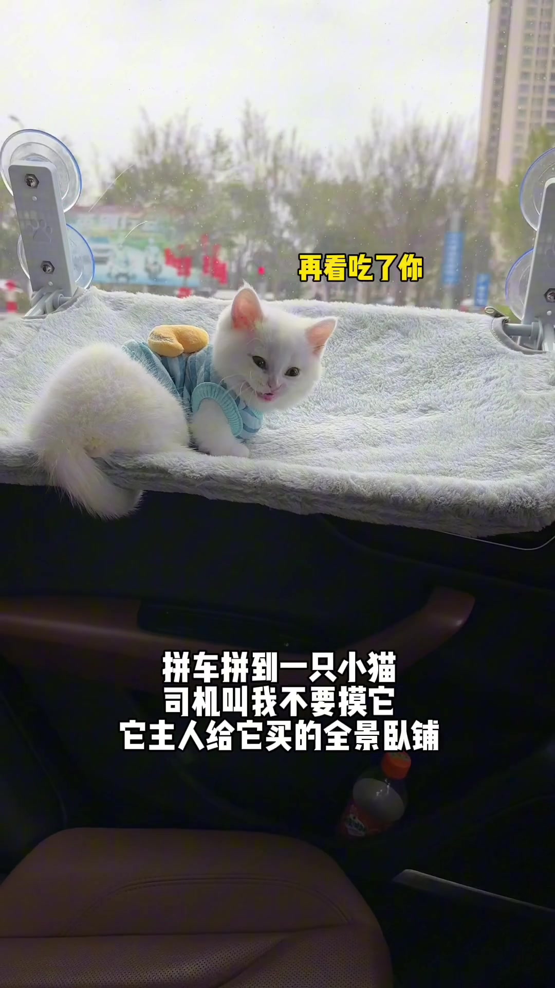 拼车拼到一只小猫，你能忍住不抚摸吗