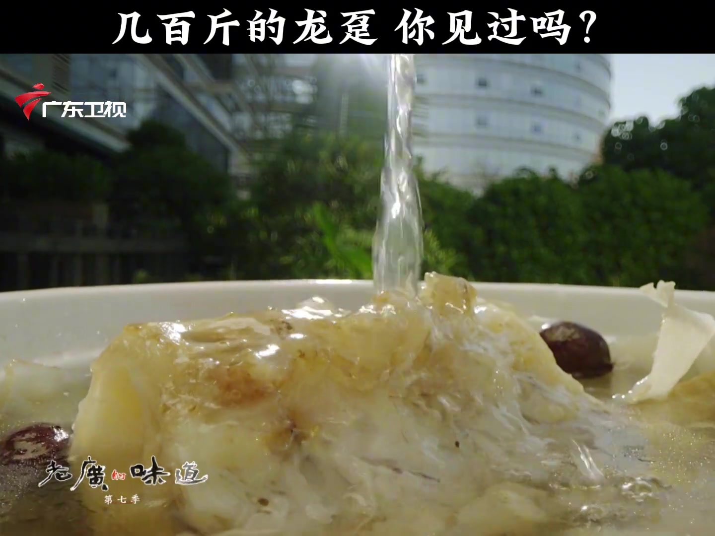 几百斤的龙趸可遇不可求，你见过吗