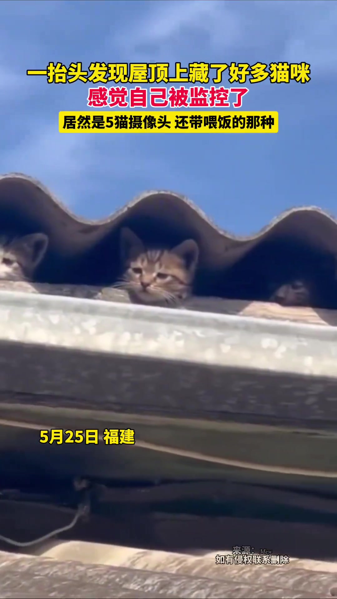 不看不知道一看吓一跳！居然一直被多只“猫眼”监视！