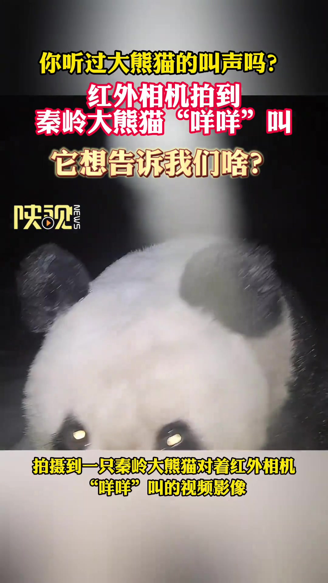 原来熊猫是咩咩叫吗？红外相机拍到秦岭大熊猫叫声！