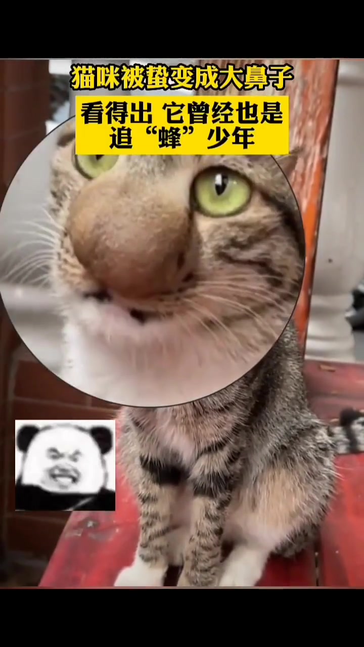 哈哈哈！看得出他也是个追蜂少年…