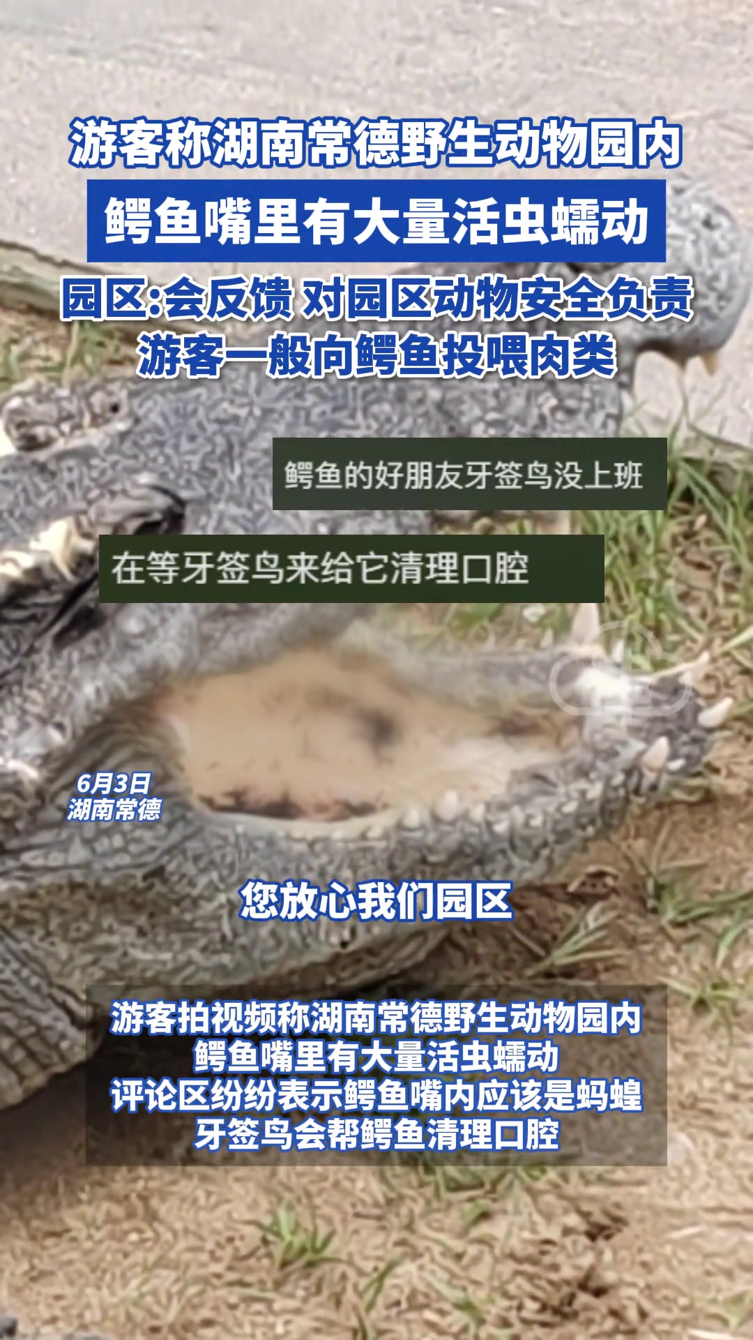 游客称野生动物园内 鳄鱼嘴里有大量活虫蠕动
