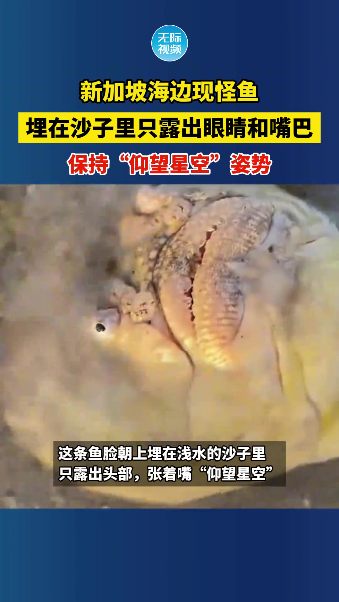 惊呆了！海边现怪鱼埋在沙子里只露出眼睛和嘴巴…