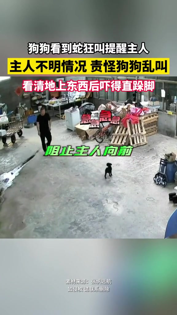 狗狗看到蛇狂叫提醒主人 主人看清地上蛇后吓得直跺脚