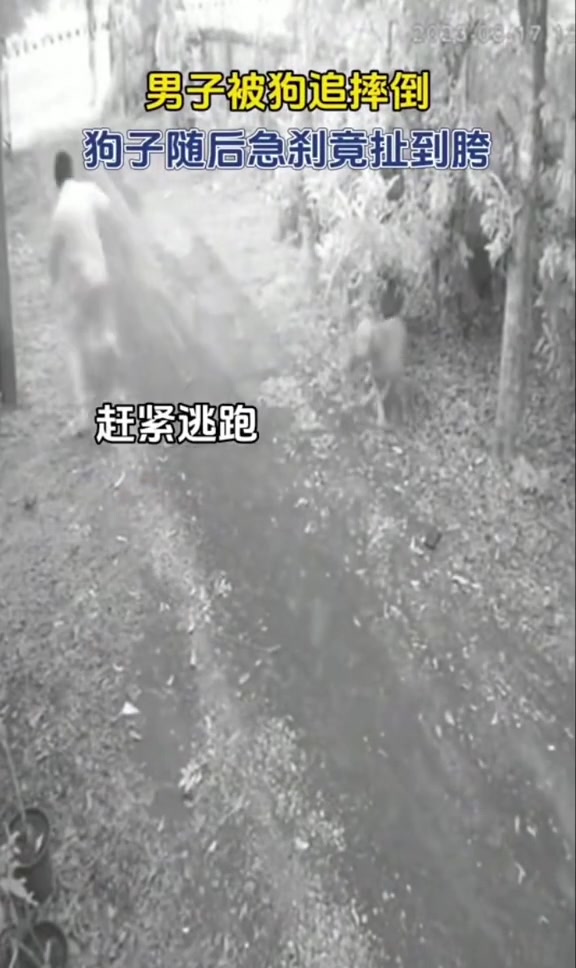 一男子被狗追赶不慎摔倒 结果身后的狗急刹竟扯到胯