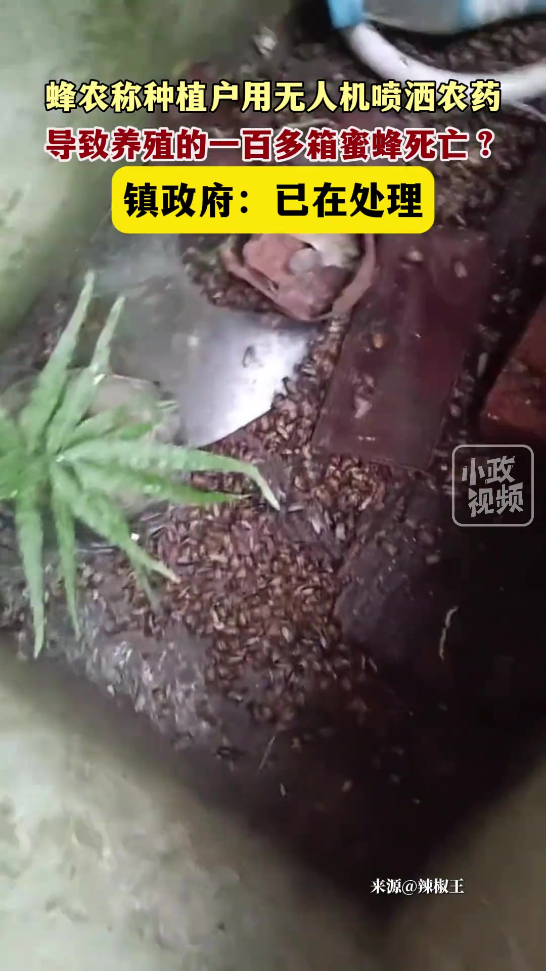 蜂农称种植户用无人机喷洒农药，导致养殖的一百多箱蜜蜂死亡？
