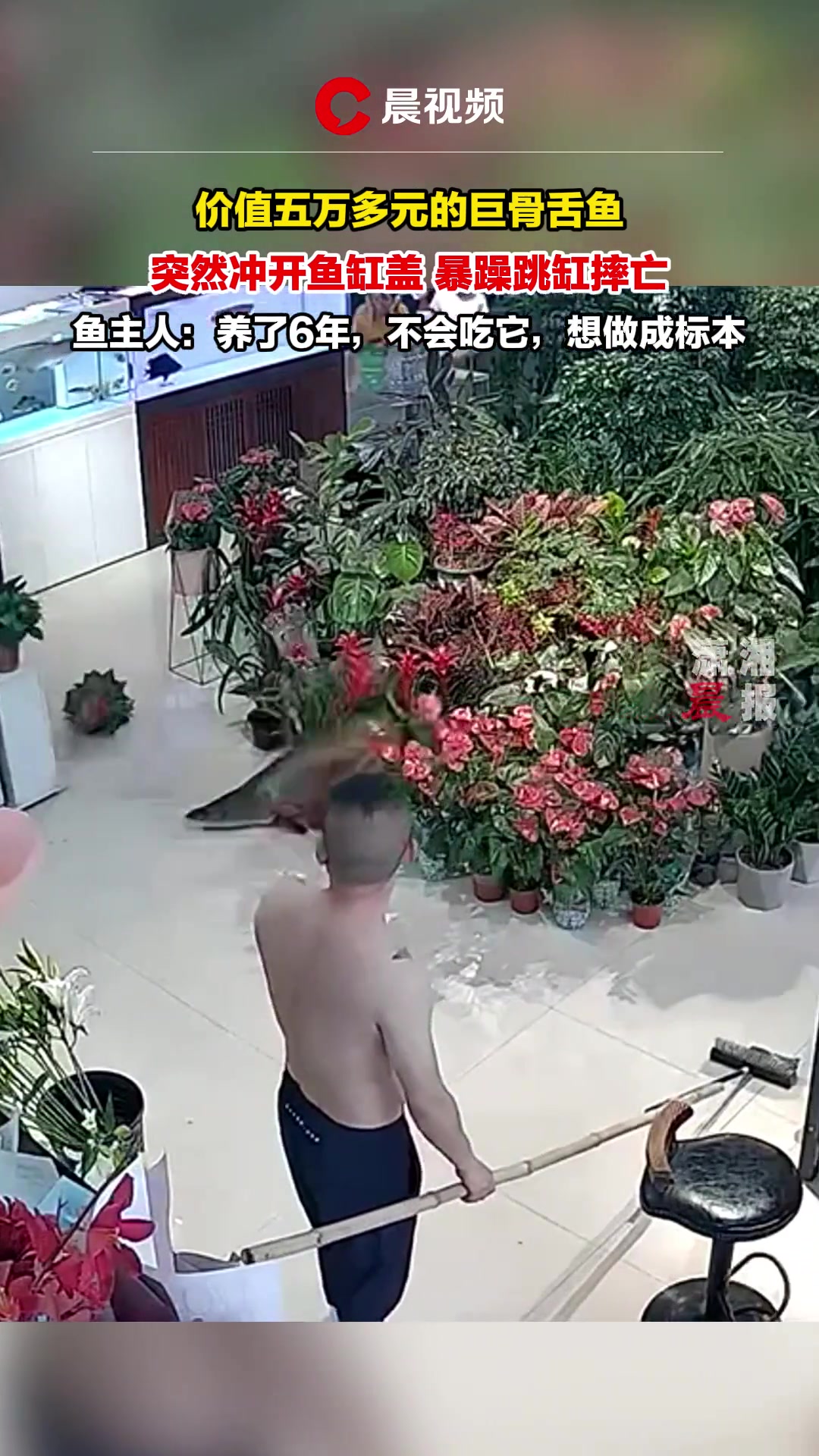 价值五万多元的巨骨舌鱼，突然冲出鱼缸盖暴躁跳缸摔亡