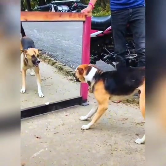 狗：终究还是活成了自己讨厌的样子