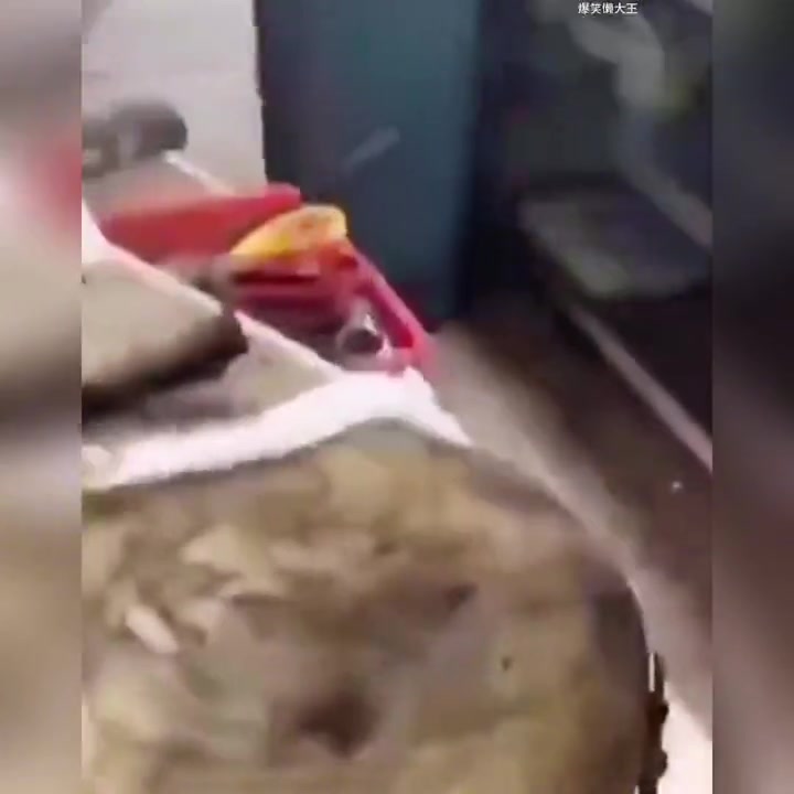 黄鳝：你拿刀砍我的时候我可是一声不坑