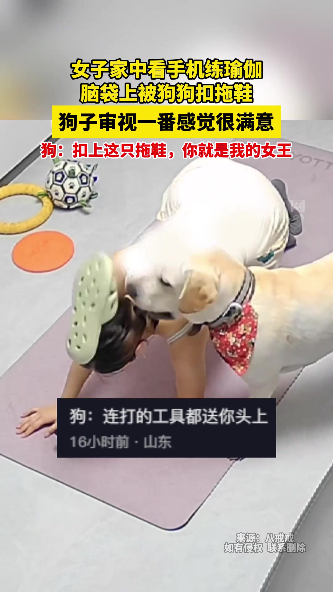 狗狗：扣上这只“皇冠”，你才是我真正的女王！