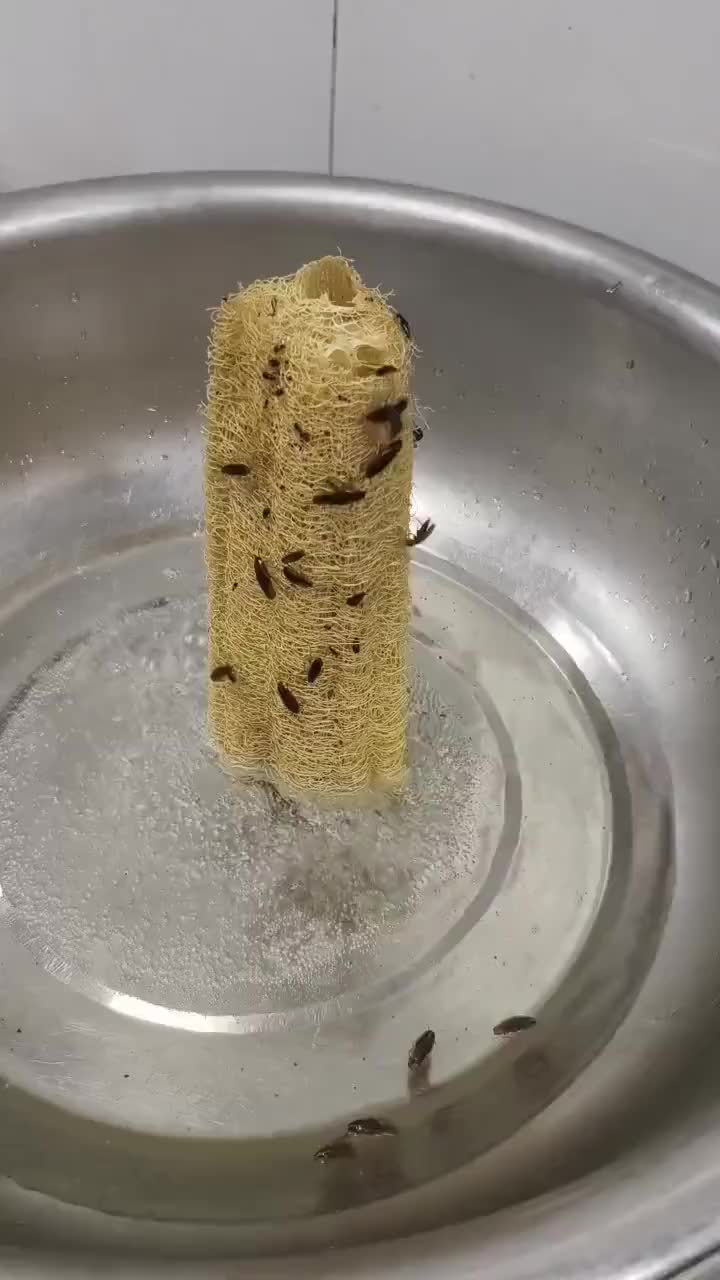 这是什么虫啊？