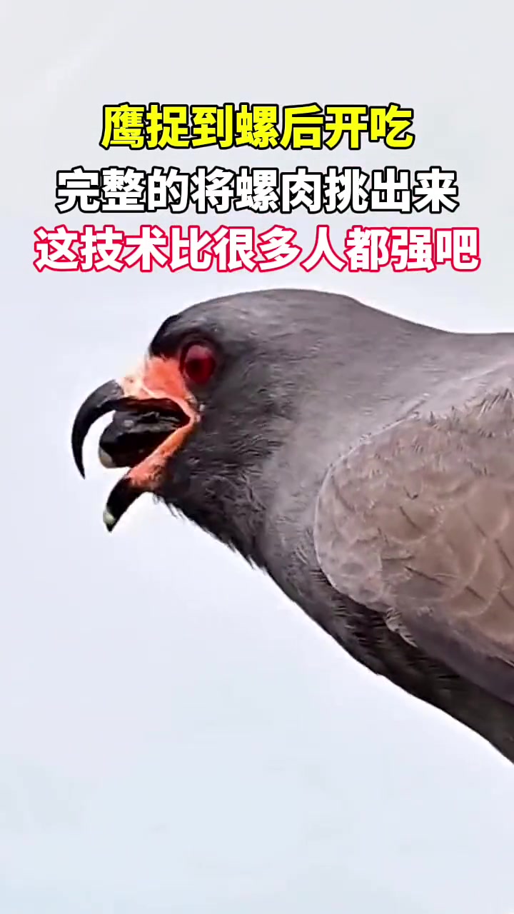雄鹰直接生吞螺肉，眼睛都成红色的了