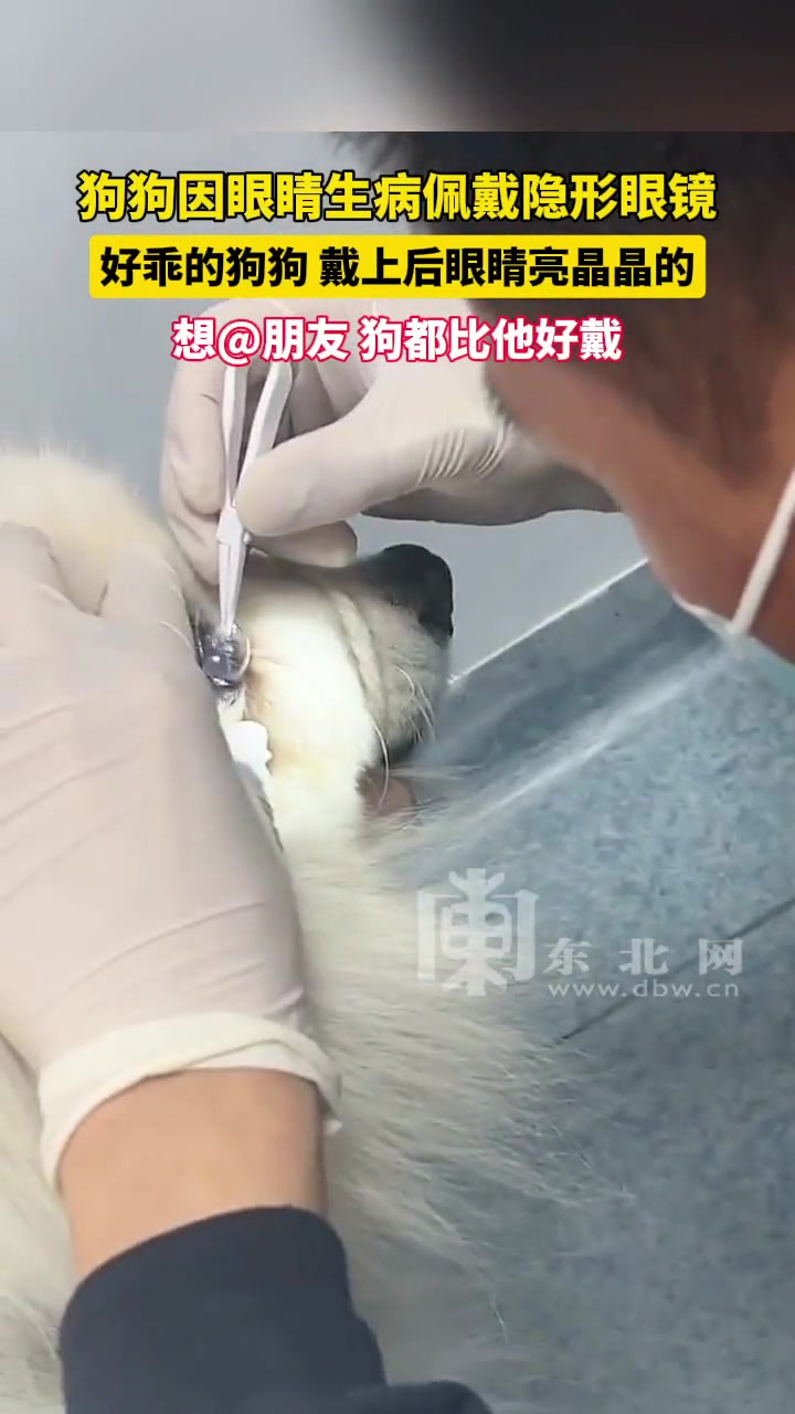 现在连狗都有美瞳了？！