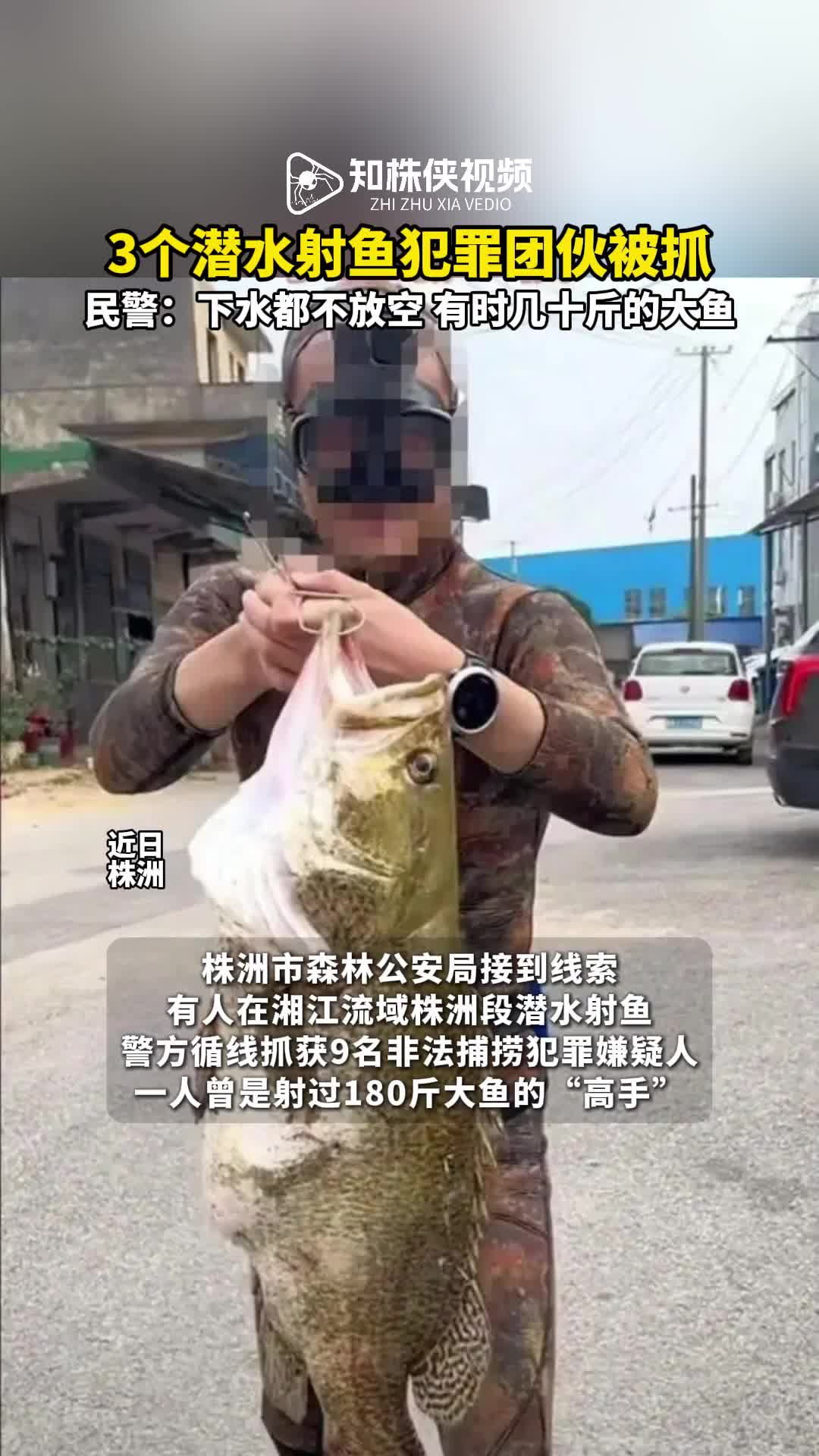 看来平时根本钓不到鱼！3个潜水射鱼犯罪团伙被抓！